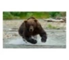 Choice Ammunition Bear Defense Pistol Ammunition 20 Round Box